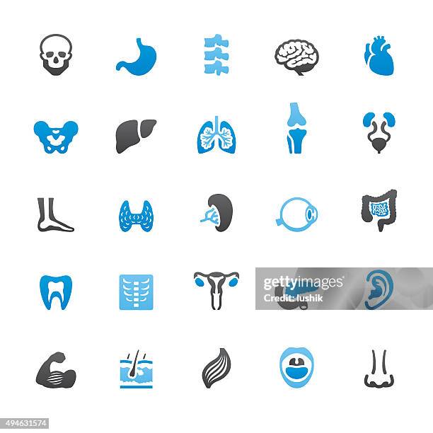 stockillustraties, clipart, cartoons en iconen met human internal organ related vector icons - lever inwendig orgaan