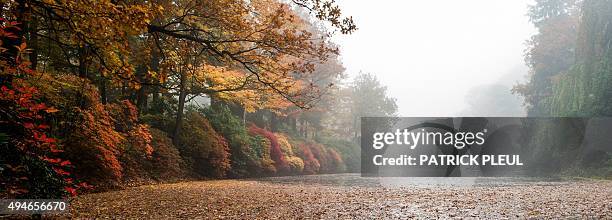 Fog hangs over trees in autumnal colors and the so-called Rakotzbruecke bridge of the Rhododendronpark Kromlau landscaped park in Kromlau, eastern...