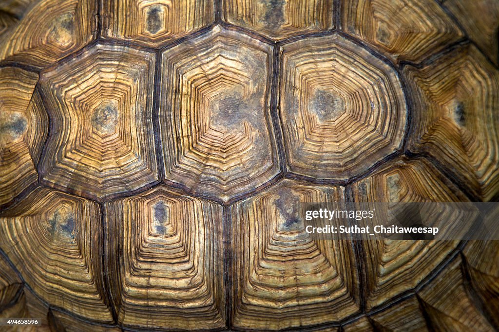 Turtle Back Arch Back Of The Turtle High-Res Stock Photo - Getty Images