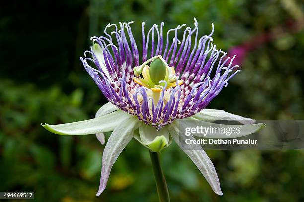 passion fruit (disambiguation) flower - passion fruit flower images stock pictures, royalty-free photos & images
