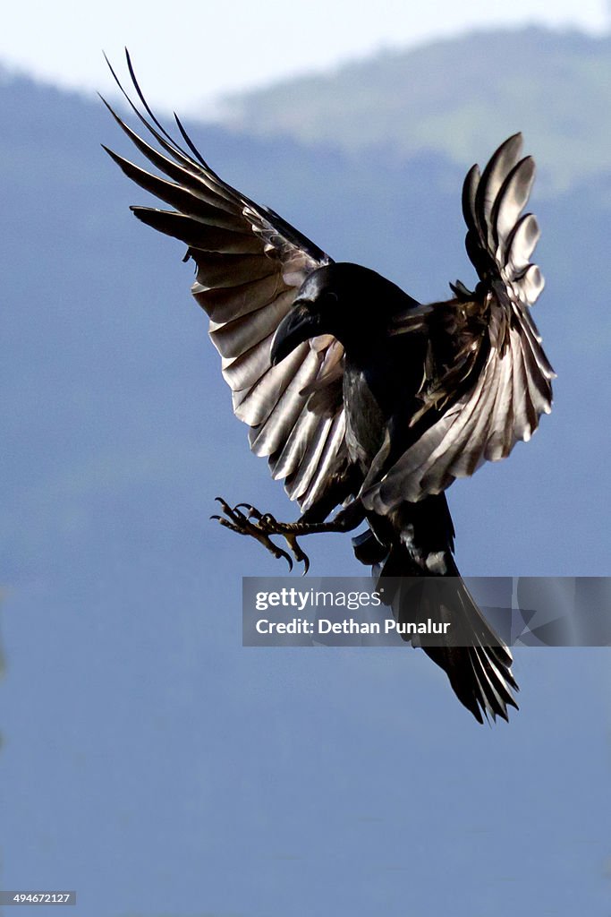 Crow Flying Fast Crow Flying High-Res Stock Photo - Getty Images