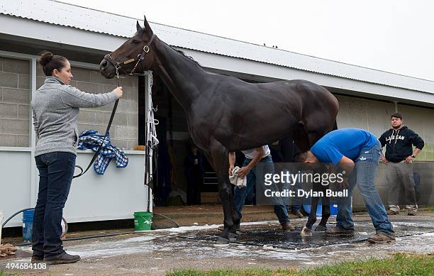 Sentiero Italia is washed at Keeneland Racecourse during Breeder's Cup workouts on October 28, 2015 in Lexington, Kentucky.