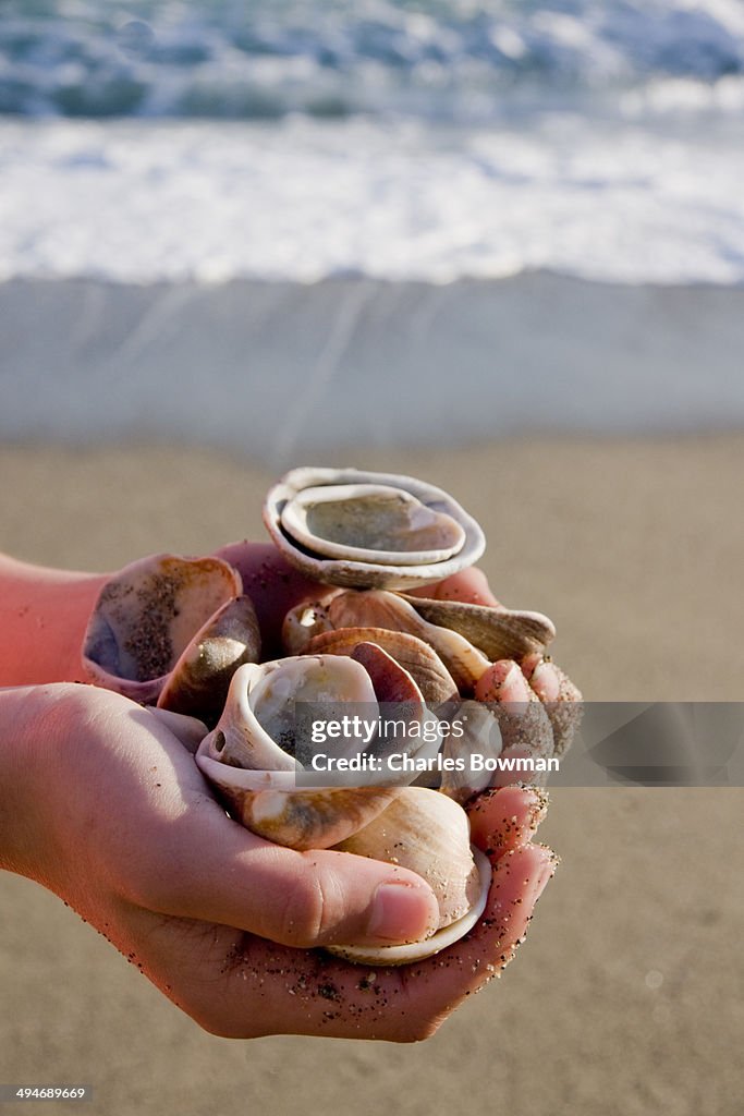 Girl's hands hold a mix of seashells