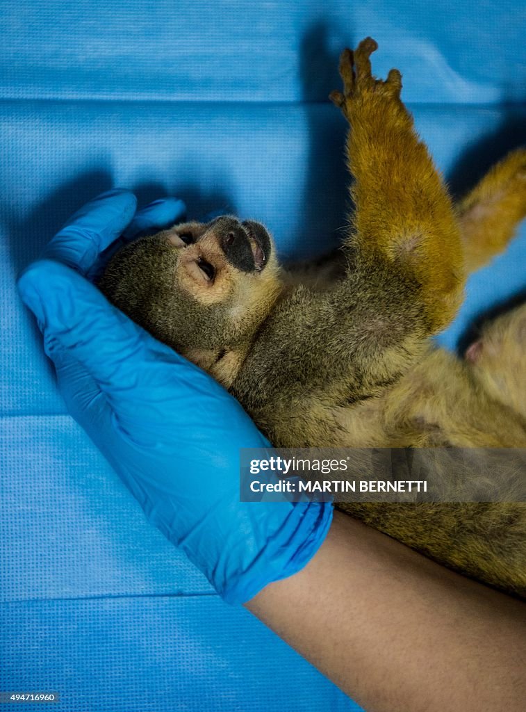 CHILE-ANIMALS-MONKEYS-REHABILITATION