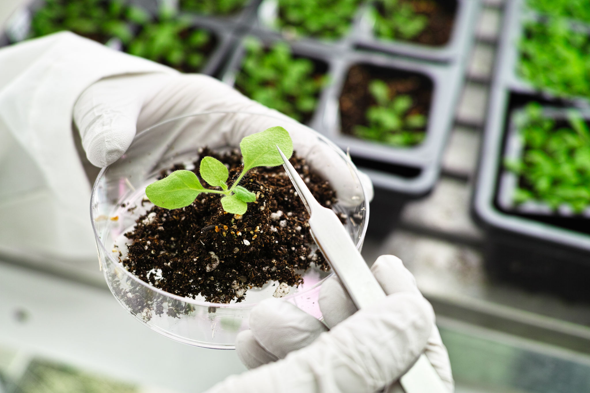 soil laboratory