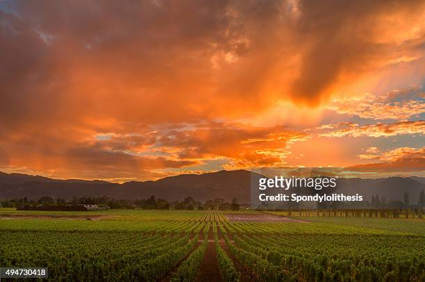 paysage de vignoble de la napa valley en californie, au coucher du soleil - napa californie photos et images de collection
