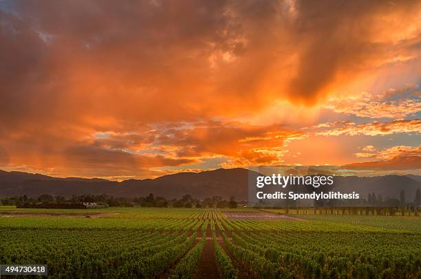 napa valley california vineyard landscape sunset - napa california 個照片及圖片檔