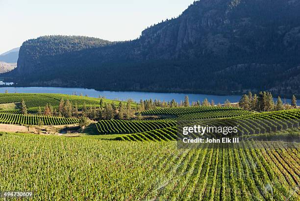 wine country vineyard landscape - okanagan valley stock-fotos und bilder