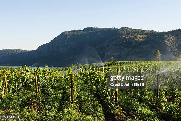 wine country vineyard landscape - okanagan vineyard stock pictures, royalty-free photos & images