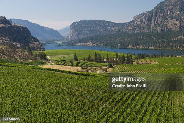 wine country vineyard landscape - okanagan vineyard stockfoto's en -beelden