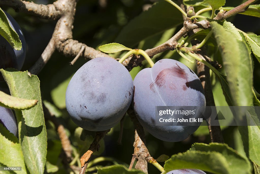 Plum orchard