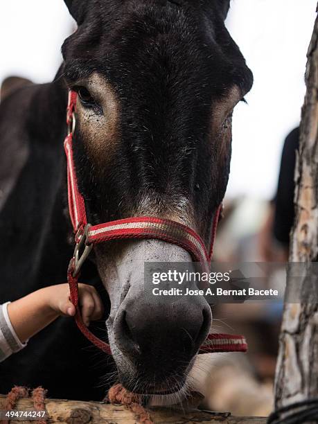 head of a donkey with a child's hand holding it. - ass boy stock pictures, royalty-free photos & images