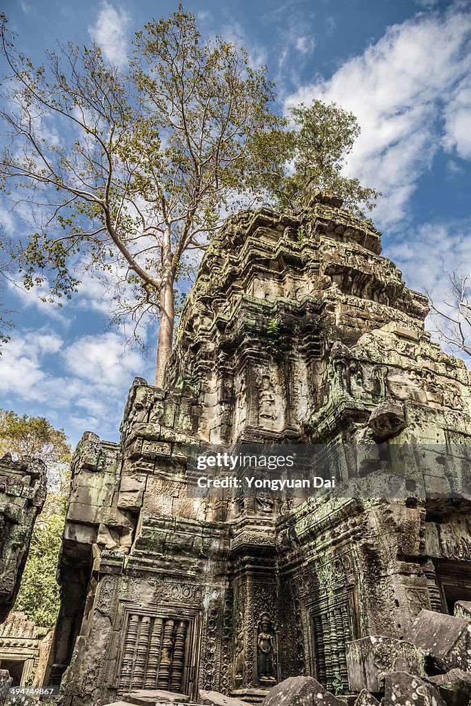 Ta Prohm Temple, Angkor