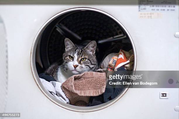 cat inside washing machine - poortugaal stock pictures, royalty-free photos & images