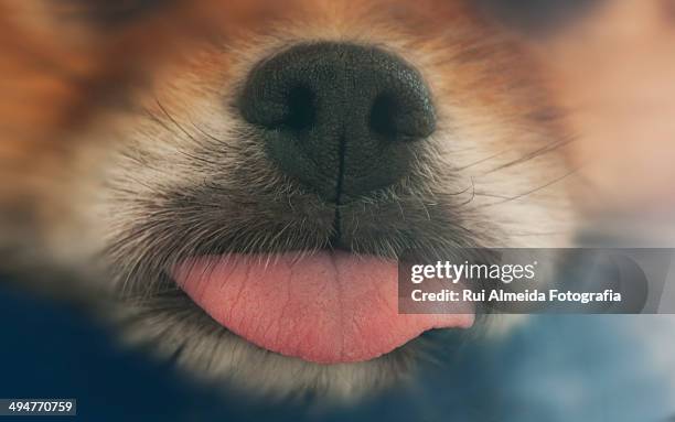 Dog tongue