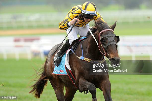 John Allen riding Gotta Take Care winning Race 4, The Australian Hurdle during Melbourne Racing at Sandown Lakeside on May 31, 2014 in Melbourne,...