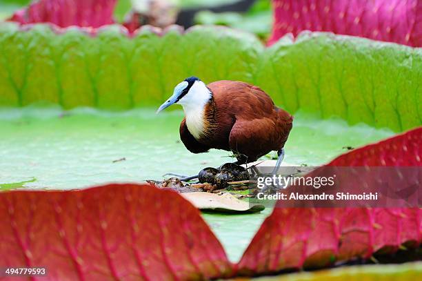 african jacana and eggs. - gallito de agua africano fotografías e imágenes de stock