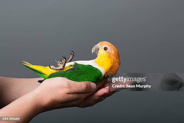 pied peach faced lovebird in hand - ara stock pictures, royalty-free photos & images