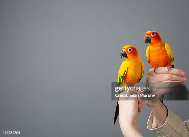 two sun parakeets on perched on woman's hands - parakeet imagens e fotografias de stock