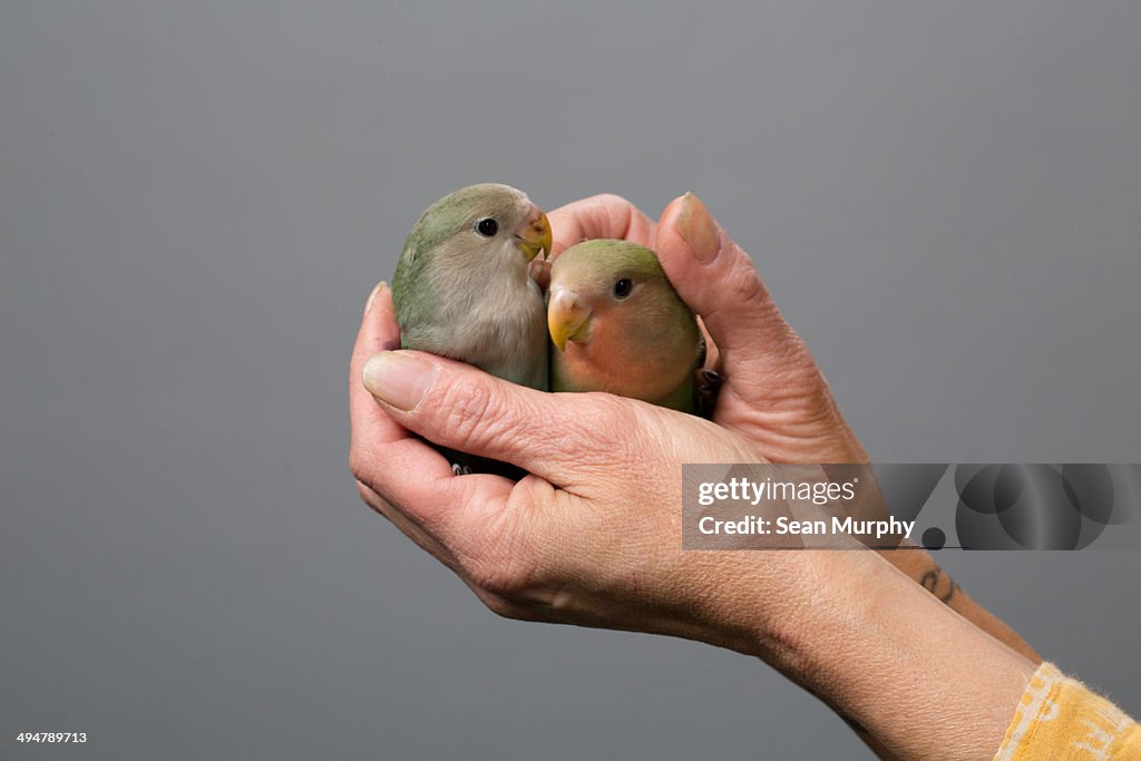Two Tropical Birds in Cupped in Hands