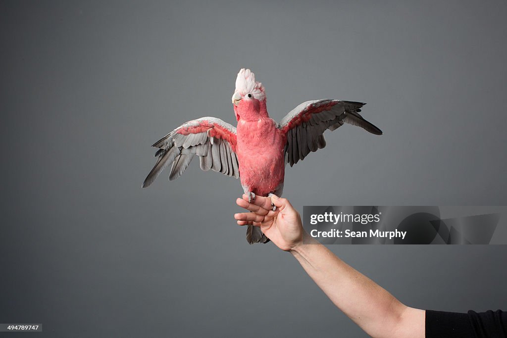 Rose-breasted Cockatoo With Outstretched Wings