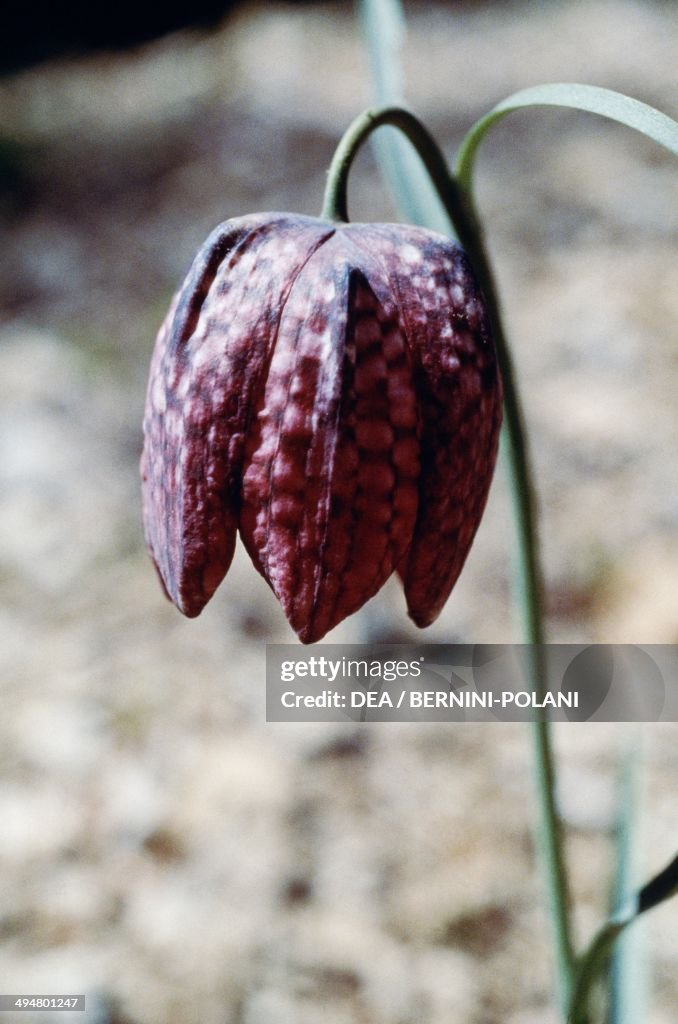 Snake's head fritillary...
