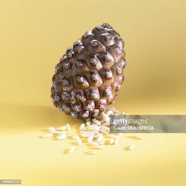 Pine or conifer cone and pine nuts.