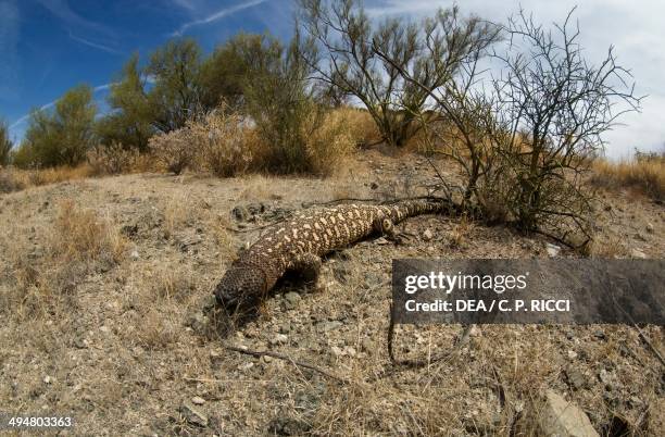 Monstruo De Gila Fotografías e imágenes de stock - Getty Images