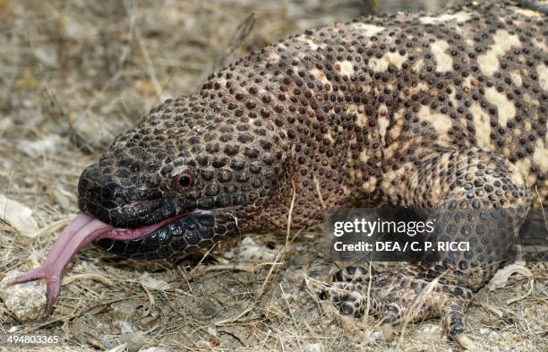 Gila Monster , Helodermatidae.