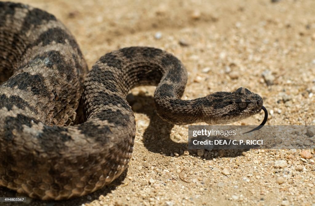 Tiger rattlesnake (Crotalus tigris), Viperidae.