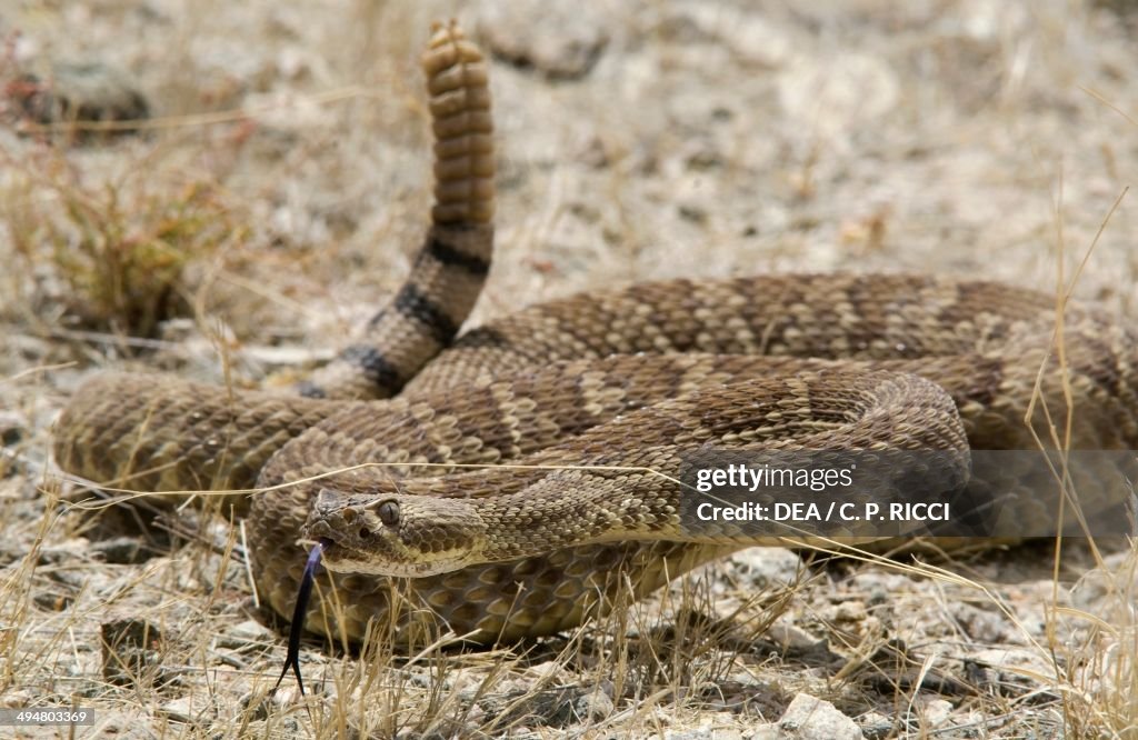 Mohave rattlesnake or Mojave green...