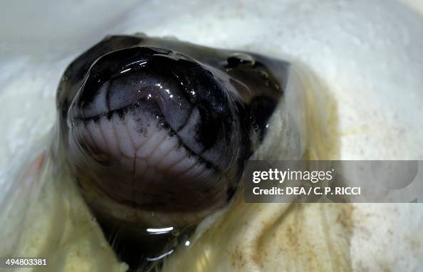 Birth of Indian rock python or black-tailed python Birth of Indian rock python or black-tailed python