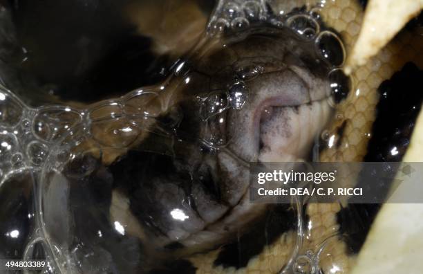 Indian Rock Python Photos and Premium High Res Pictures - Getty Images