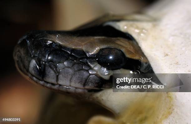 Indian Rock Python Colouring In 58 Indian Rock Python Stock Photos, High-Res Pictures, and Images ...