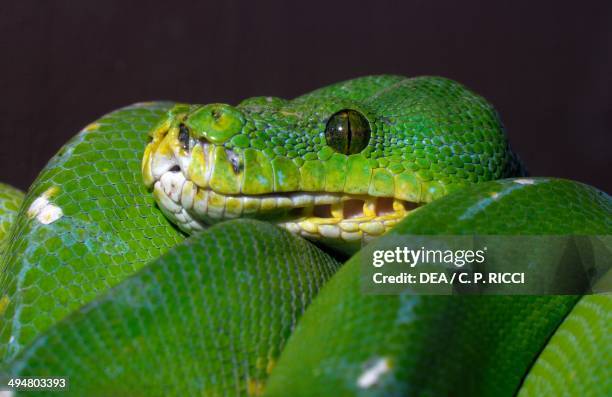 Green tree python or green python , Pythonidae.