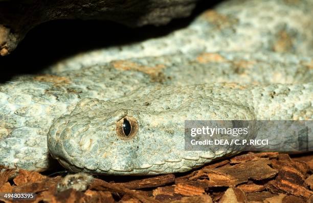 Blunt-nosed viper or Lebetine viper , Viperidae.