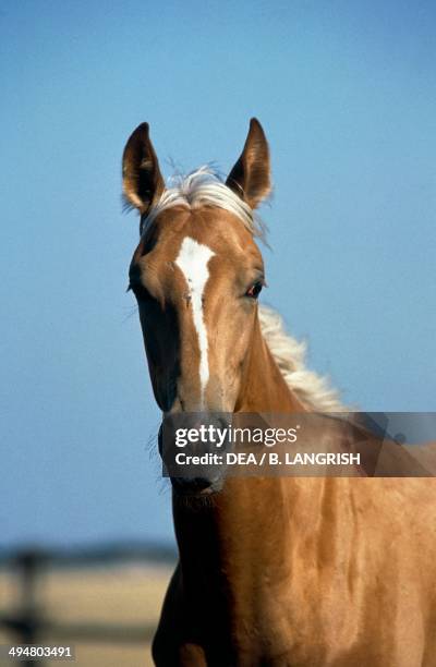 Furioso North-Star horse , Equidae.