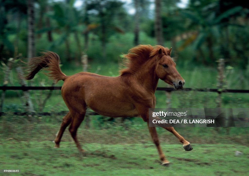 Sumba pony or Sumbawa pony (Equus caballus)...