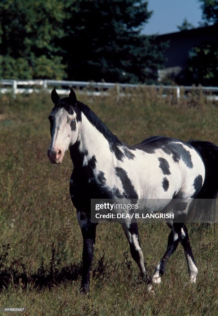 Paint horse (Equus caballus)...