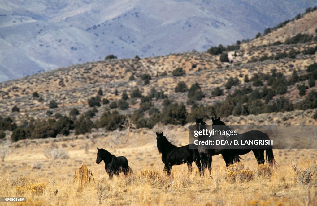 Mustang horses (Equus caballus)