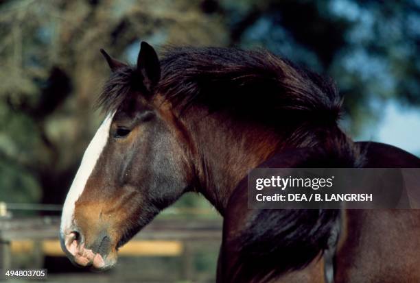 Shire horse , Equidae.
