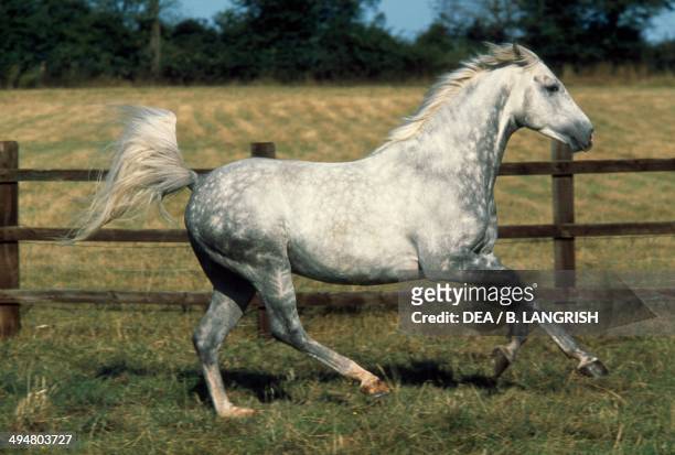 Arabian or Arab horse , Equidae.