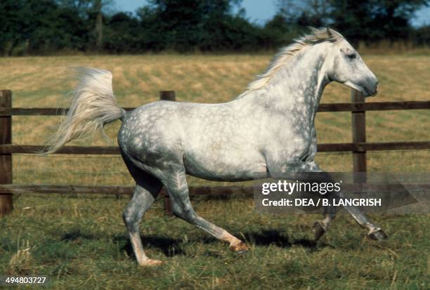 Arabian or Arab horse , Equidae.