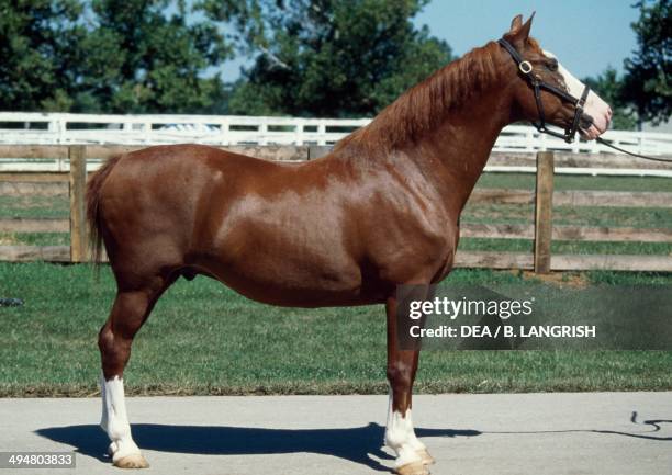 Hackney Horse Photos and Premium High Res Pictures Getty Images
