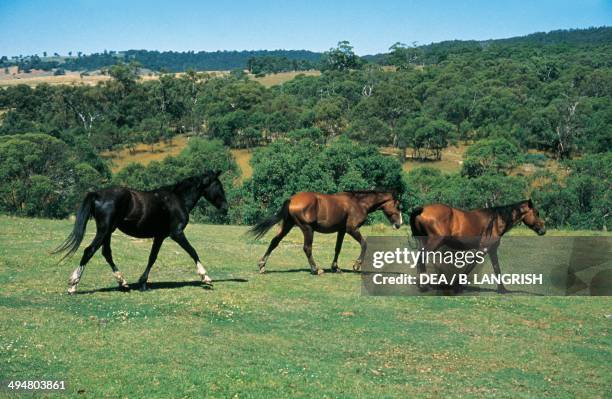 Brumby horse , Equidae, living in the wild in Australia, derived from horses abandoned by gold miners in the mid-nineteenth century.