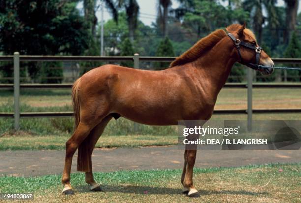 Sandalwood pony , Equidae.