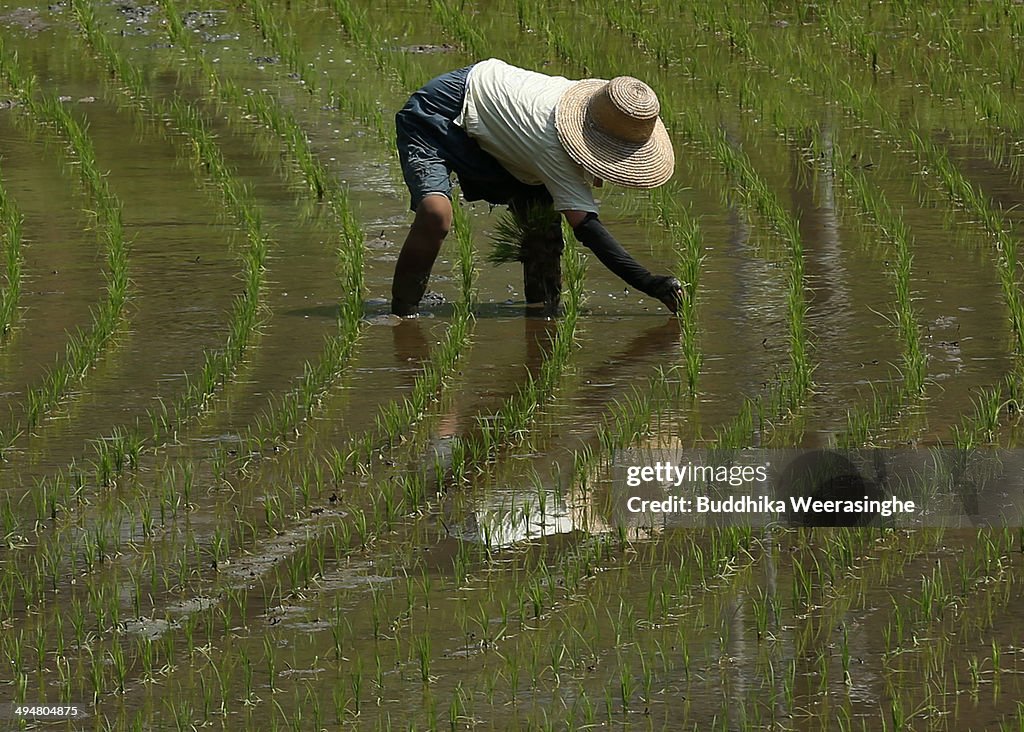 Farmers Plant Rice In Paddy Fields In the End of Season