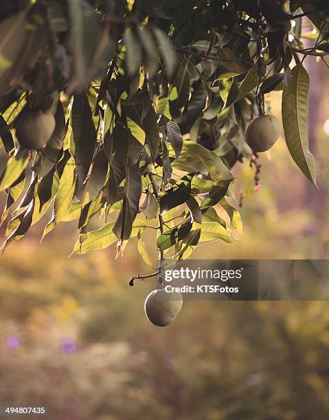 Mango Tree Rio 16 Rio Quente Stock Photos, High-Res Pictures, and Images - Getty Images