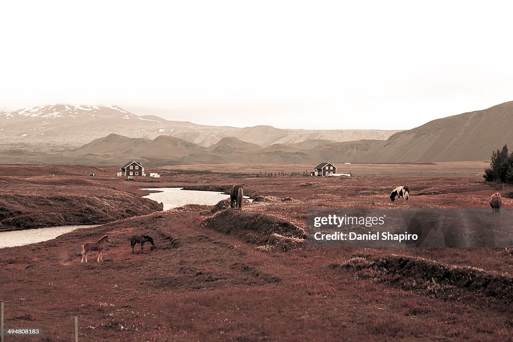Icelandic horses and mountain terrain
