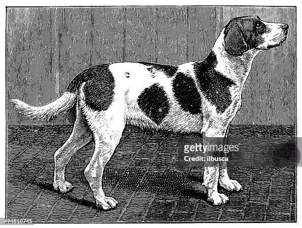 antique illustration of foxhound dog - foxhound stock illustrations